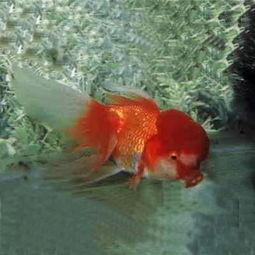 国产红狮头金鱼视频