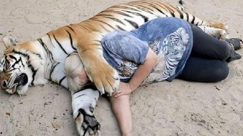 老虎吃鸭腿视频播放国产,老虎吃鸭腿视频播放背后的国产力量