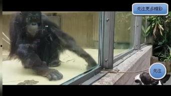 国产猩猩动漫视频大全在线观看,精彩视频大全在线观看