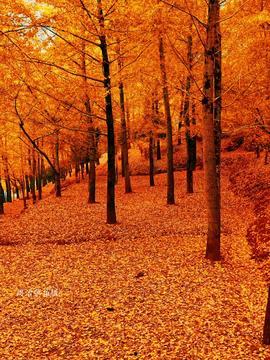 国产在线观看银杏视频