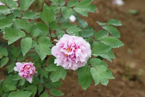 国产芍药淘汰了吗视频